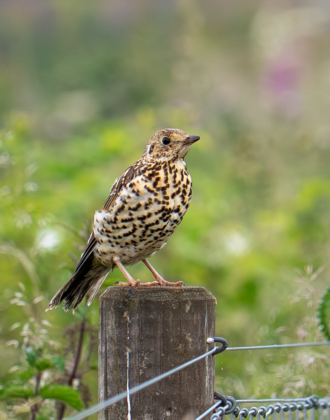 A thrush standing on a fence post