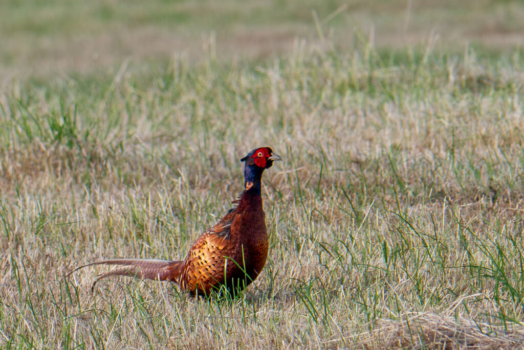 A male pheasant, standing upright in the bright sunshine, on a grassy field