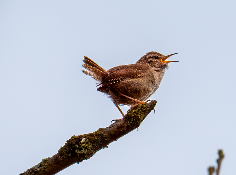 Wren singing from a branch