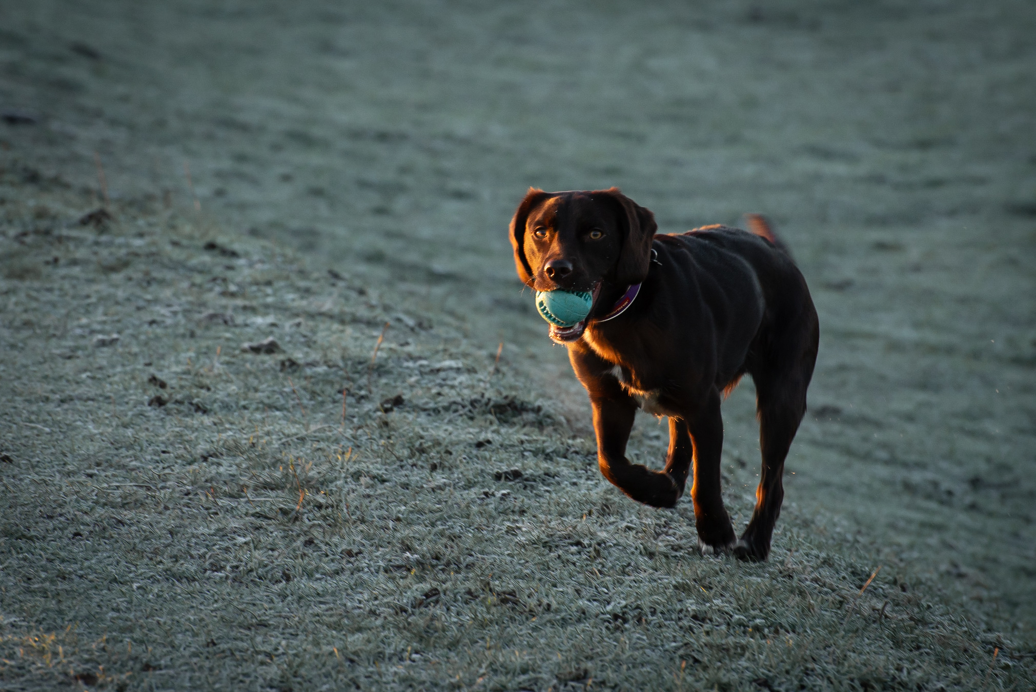 A dark brown dog running over frosted ground with a ball in its mouth