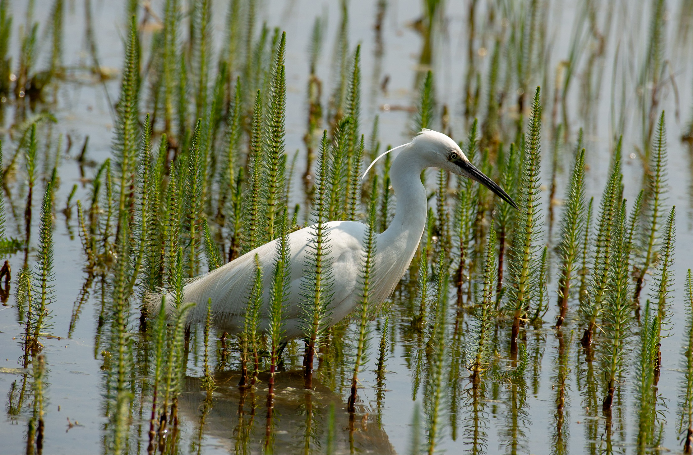 A little egret, moving through plants in a lake
